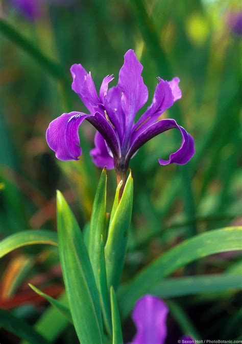 pictures of iris plants|More.